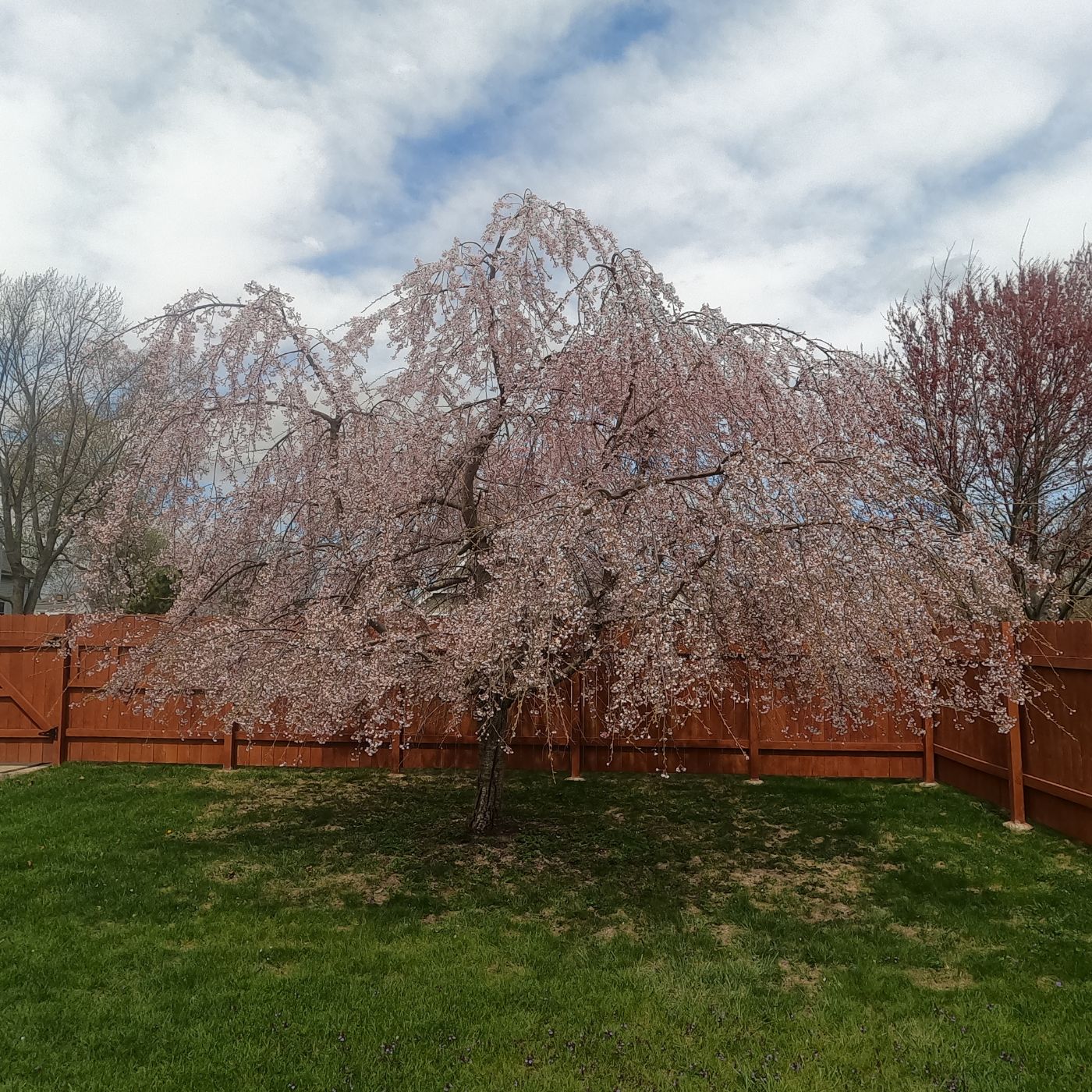 Interview: The Dobermans