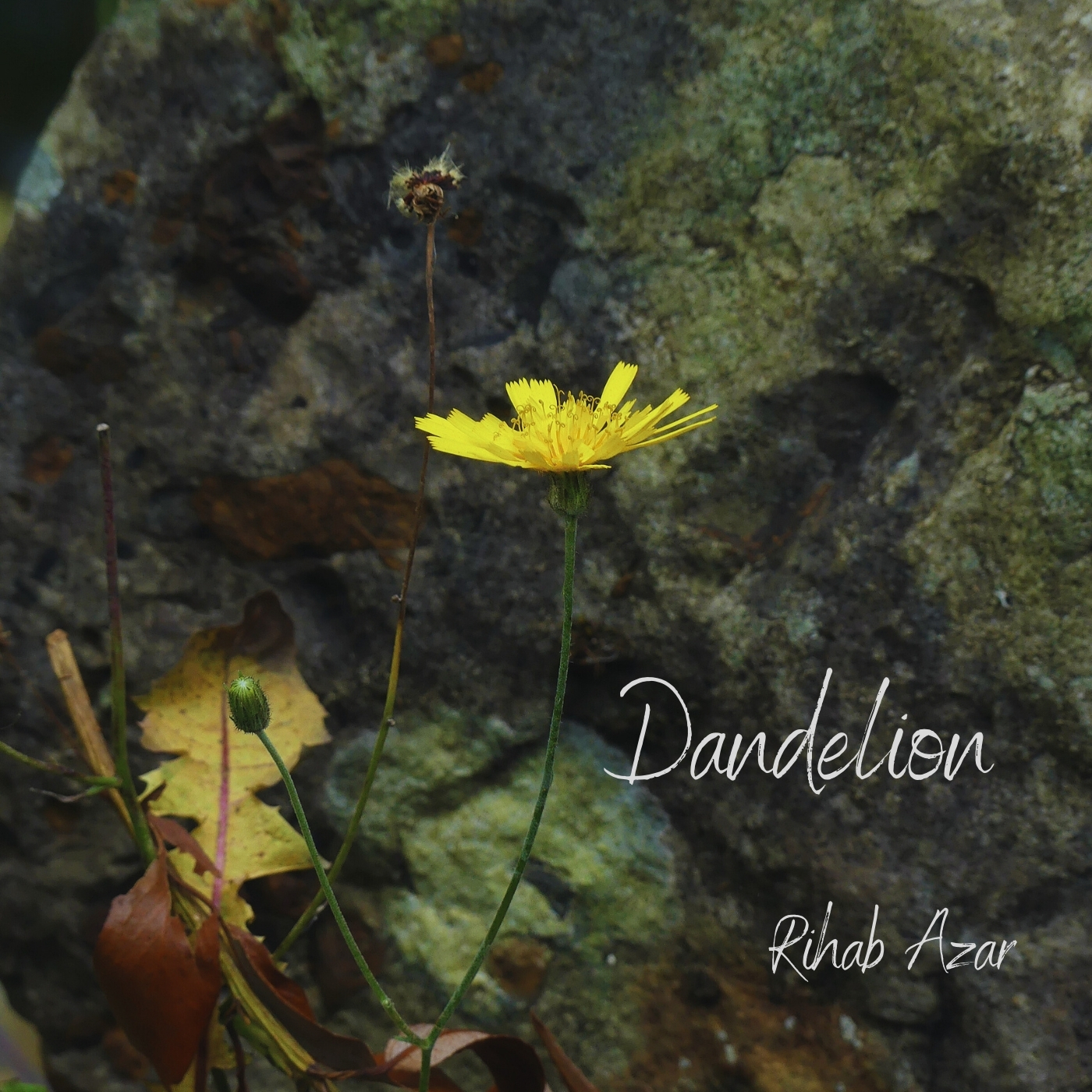 Rihab Azar Explores Resilience and Renewal on Dandelion